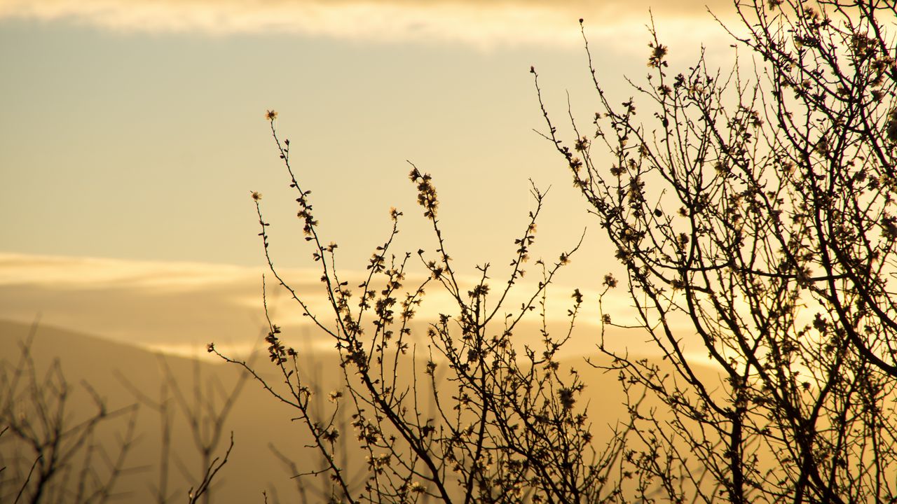 Wallpaper silhouette, branches, sunset, nature