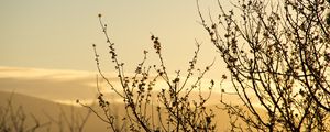 Preview wallpaper silhouette, branches, sunset, nature
