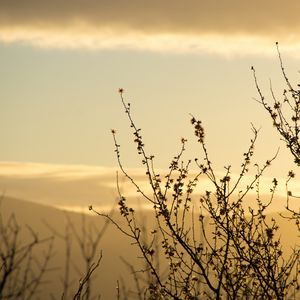 Preview wallpaper silhouette, branches, sunset, nature