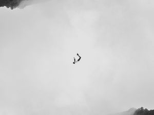 Preview wallpaper silhouette, bw, flight, jump, forest, minimalism