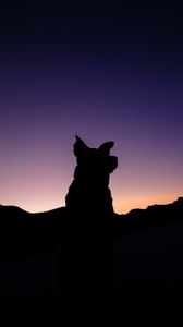Preview wallpaper silhouette, dog, night, sky
