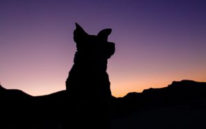 Preview wallpaper silhouette, dog, night, sky
