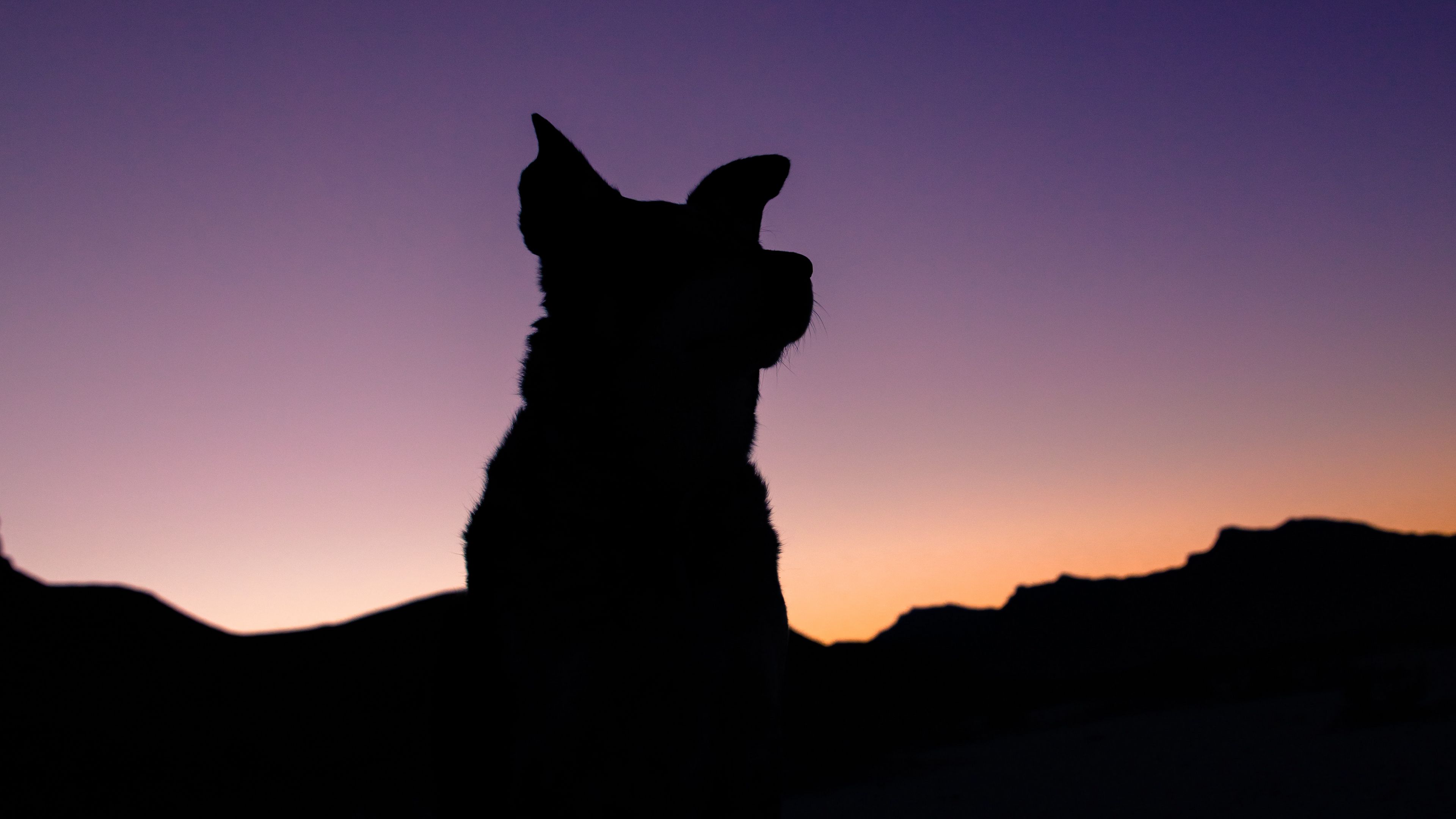 Download wallpaper 3840x2160 silhouette, dog, night, sky 4k uhd 16:9 hd