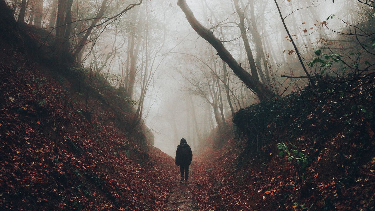 Wallpaper silhouette, fog, forest, loneliness, solitude, walk