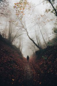 Preview wallpaper silhouette, fog, forest, loneliness, solitude, walk