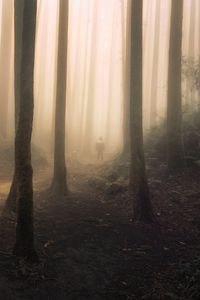 Preview wallpaper silhouette, forest, fog, gloom