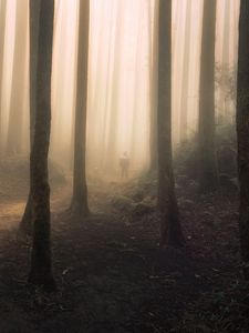 Preview wallpaper silhouette, forest, fog, gloom