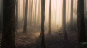 Preview wallpaper silhouette, forest, fog, gloom