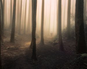 Preview wallpaper silhouette, forest, fog, gloom