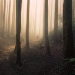 Preview wallpaper silhouette, forest, fog, gloom