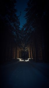 Preview wallpaper silhouette, forest, road, snow, trees