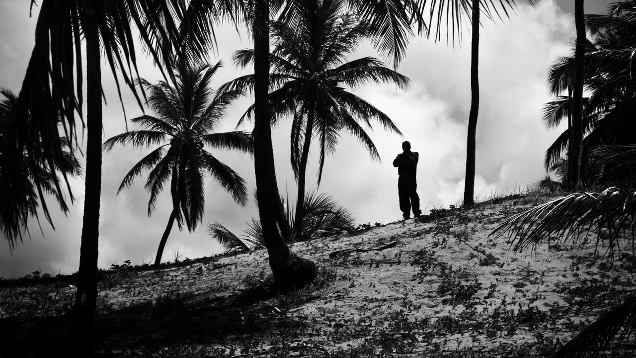 Wallpaper silhouette, palm trees, slope, dark hd, picture, image