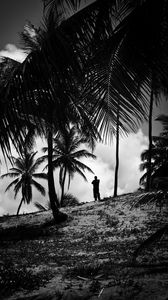 Preview wallpaper silhouette, palm trees, slope, dark