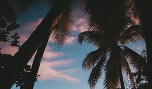 Preview wallpaper silhouette, palm trees, sunset, dusk, tropics, sea