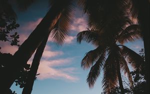 Preview wallpaper silhouette, palm trees, sunset, dusk, tropics, sea