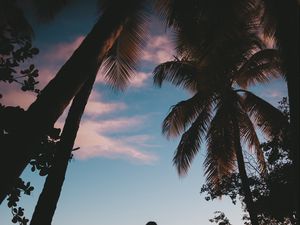 Preview wallpaper silhouette, palm trees, sunset, dusk, tropics, sea