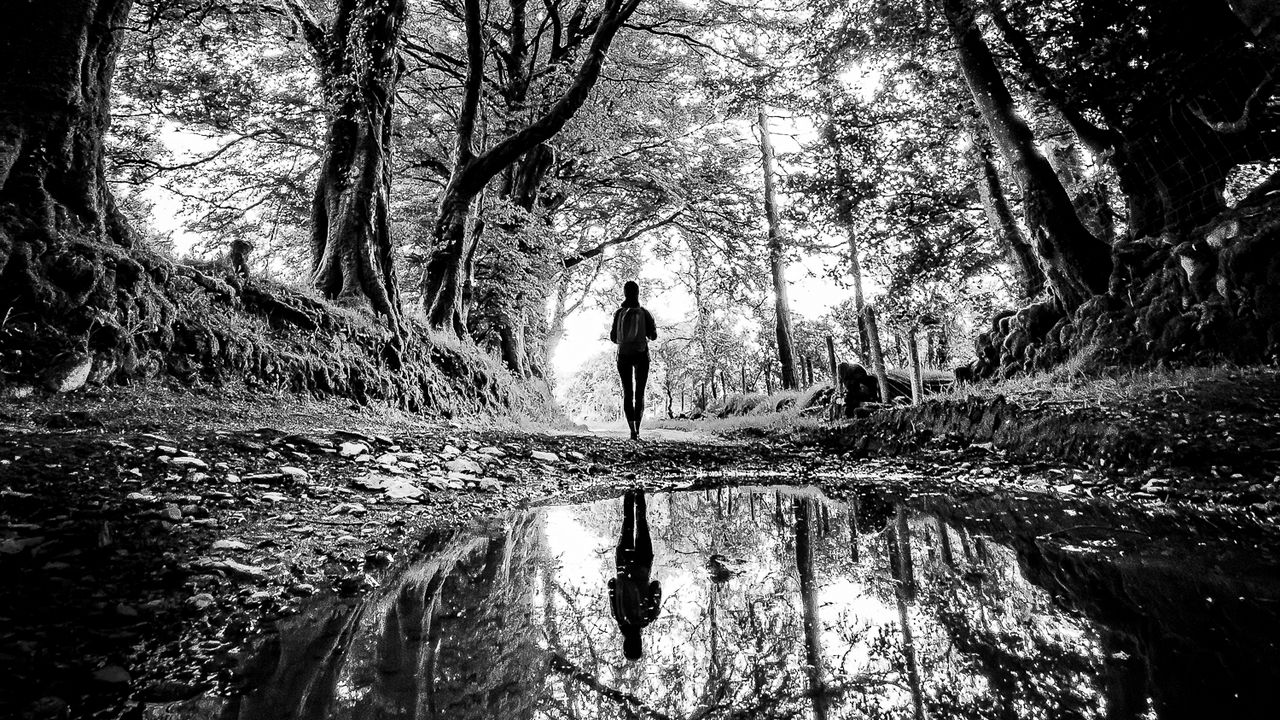 Wallpaper silhouette, path, trees, water, reflection, black and white