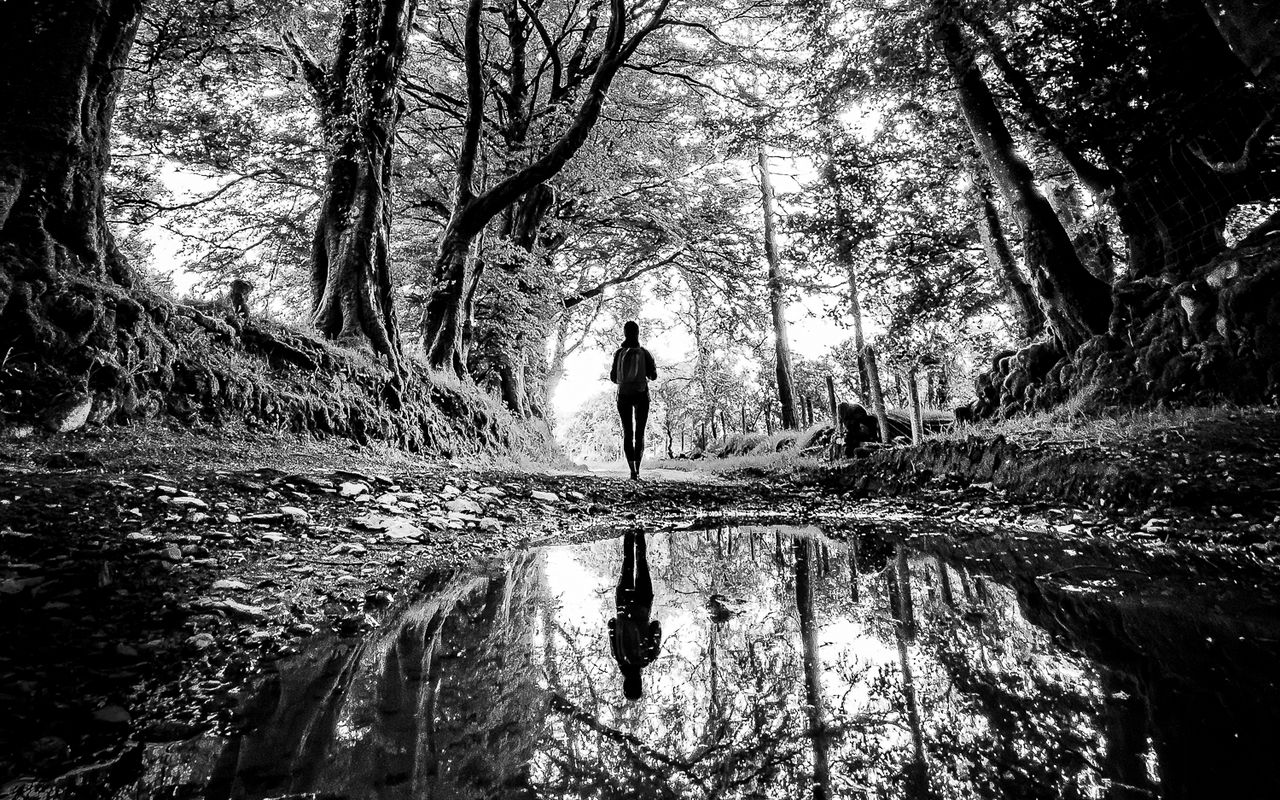 1280x800 Wallpaper silhouette, path, trees, water, reflection, black and white