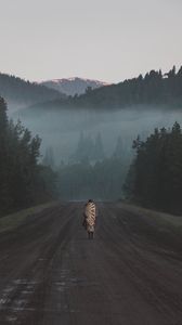 Preview wallpaper silhouette, road, mountains, fog, forest