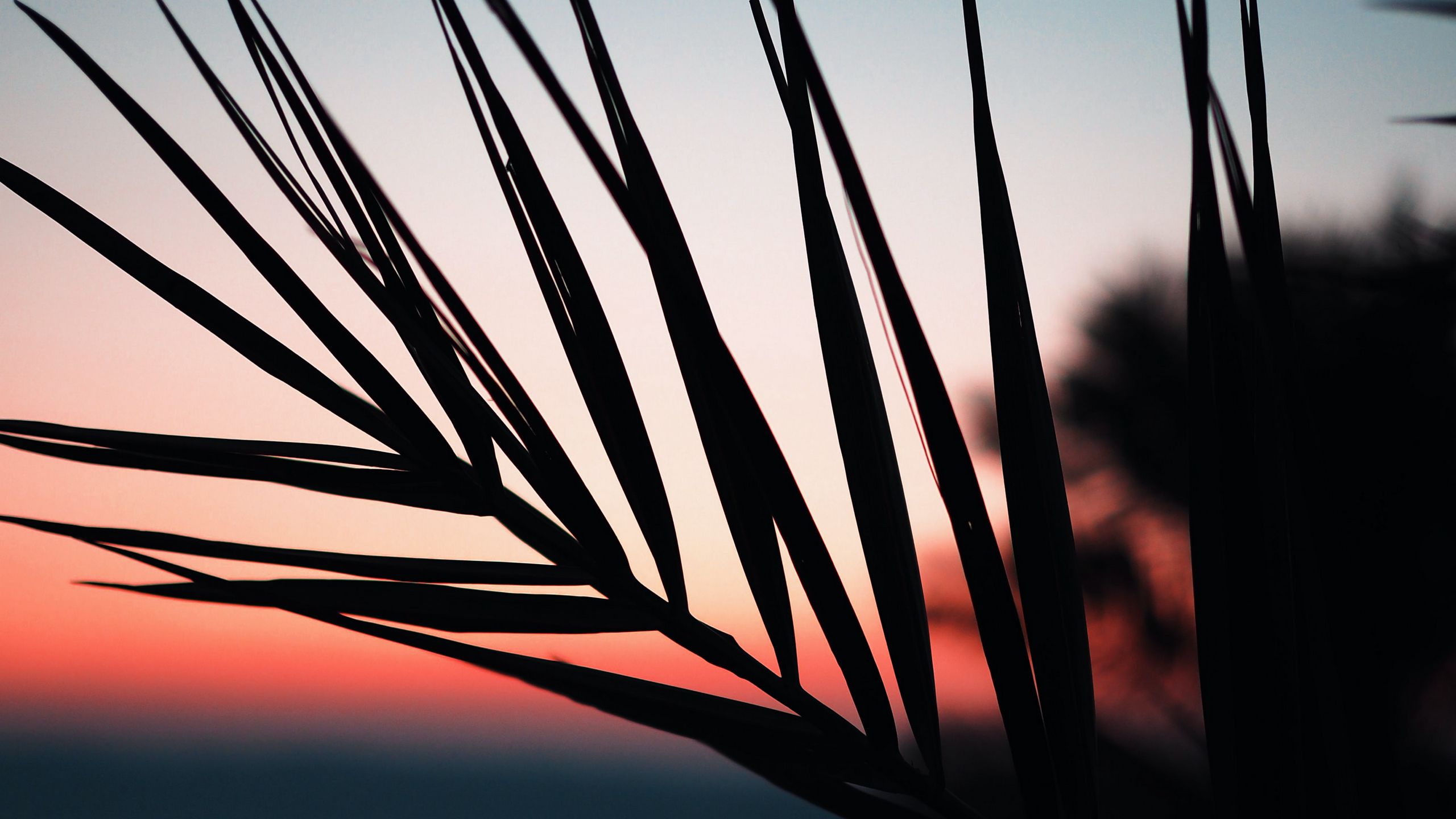 Download wallpaper 2560x1440 branch, palm, silhouette, sunset, dusk