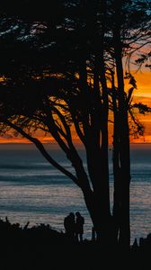 Preview wallpaper silhouettes, sunset, tree, sea