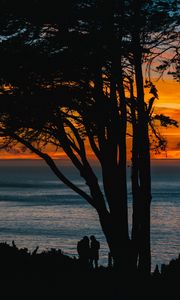 Preview wallpaper silhouettes, sunset, tree, sea