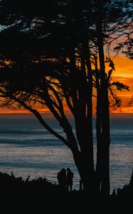 Preview wallpaper silhouettes, sunset, tree, sea