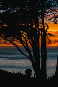 Preview wallpaper silhouettes, sunset, tree, sea