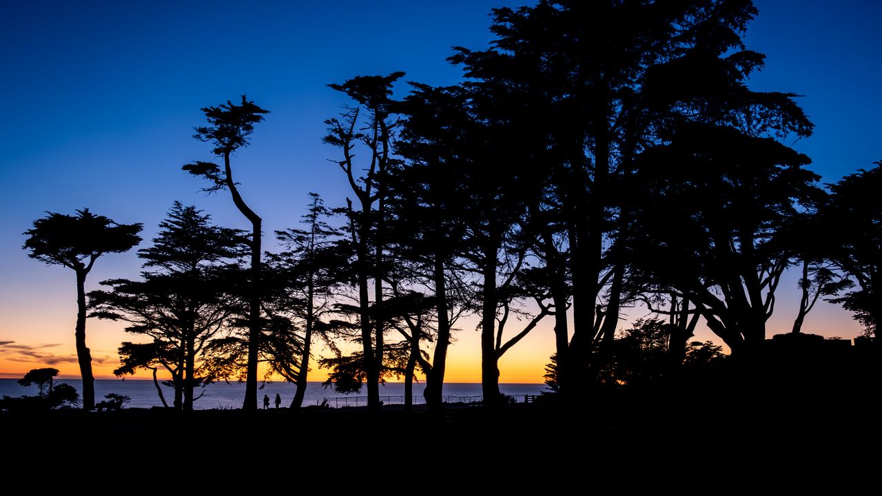 Wallpaper silhouettes, trees, horizon, dark