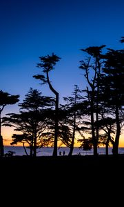 Preview wallpaper silhouettes, trees, horizon, dark