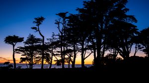 Preview wallpaper silhouettes, trees, horizon, dark