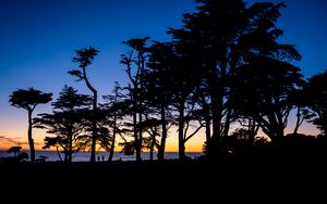 Preview wallpaper silhouettes, trees, horizon, dark