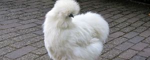 Preview wallpaper silkie, chicken, feathers