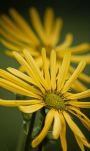 Preview wallpaper silphium, petals, flower, yellow