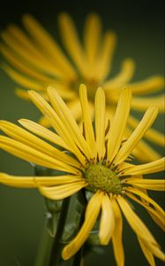 Preview wallpaper silphium, petals, flower, yellow