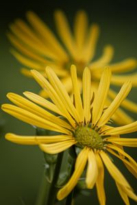 Preview wallpaper silphium, petals, flower, yellow