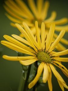 Preview wallpaper silphium, petals, flower, yellow