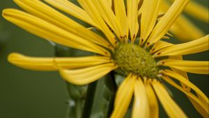 Preview wallpaper silphium, petals, flower, yellow