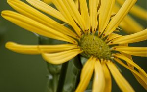 Preview wallpaper silphium, petals, flower, yellow