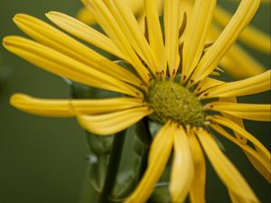 Preview wallpaper silphium, petals, flower, yellow