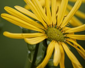 Preview wallpaper silphium, petals, flower, yellow