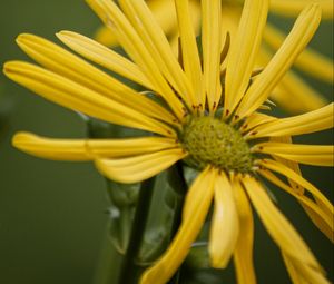 Preview wallpaper silphium, petals, flower, yellow