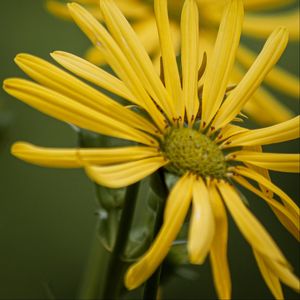 Preview wallpaper silphium, petals, flower, yellow