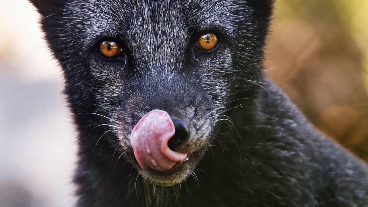 Wallpaper silver fox, fox, protruding tongue, predator, wildlife
