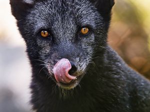 Preview wallpaper silver fox, fox, protruding tongue, predator, wildlife