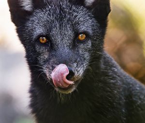 Preview wallpaper silver fox, fox, protruding tongue, predator, wildlife