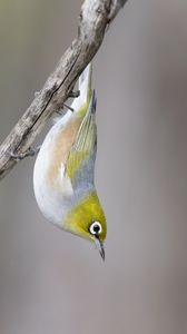 Preview wallpaper silvereye, bird, wildlife