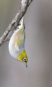 Preview wallpaper silvereye, bird, wildlife