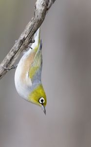 Preview wallpaper silvereye, bird, wildlife