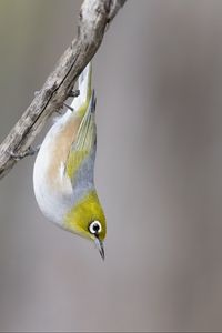 Preview wallpaper silvereye, bird, wildlife